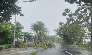 BPBD Ngawi Petakan Titik Lokasi Pohon Rawan Tumbang, Masyarakat Diminta Waspada