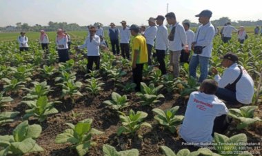 DKPP Gelar Pelatihan Budidaya Tembakau