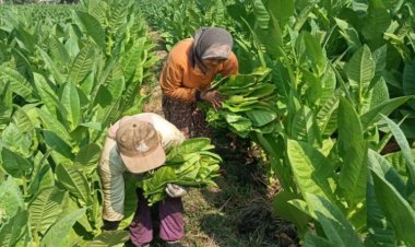 DKPP Ngawi Genjot Produksi Tembakau